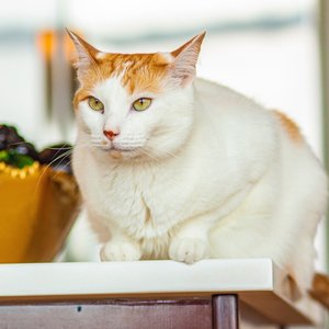 cat
