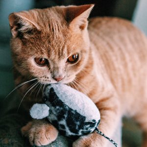 cat