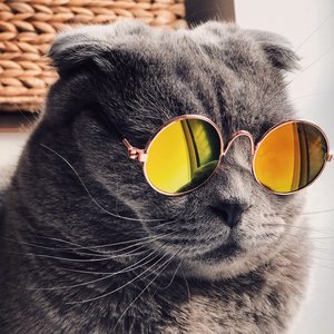 cat
