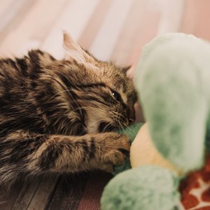 cat