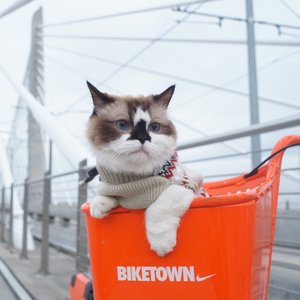 cat