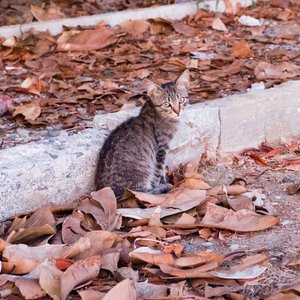 cat
